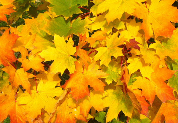 image-1800x1200 (22)